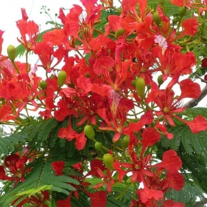 Flamboyant Flame Tree, Delonix Regia, Royal Ponciana, GMO free, 5 Seeds