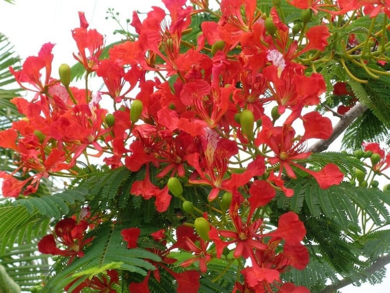Flamboyant Flame Tree, Delonix Regia, Royal Ponciana, GMO free, 5 Seeds image 1