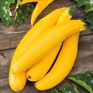 Golden Zucchini, non GMO, 20 seeds