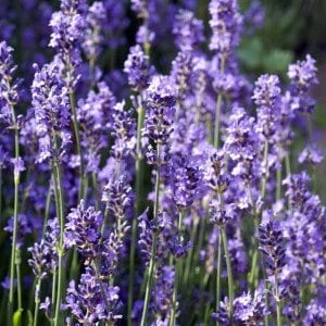 Lavender, true lavender or English lavender, garden lavender, common lavender, narrow-leaved lavender - GMO Free - Seeds