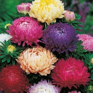 May include: A bouquet of colourful aster flowers in shades of pink, purple, white, and red. The flowers are arranged in a cluster, with the petals of each flower overlapping the petals of the flowers next to it.