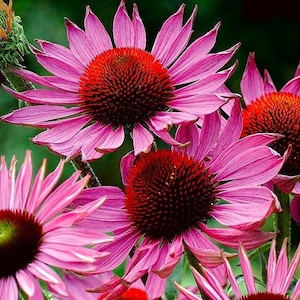 Lila Coneflower Samen, GMO frei, 100 Samen