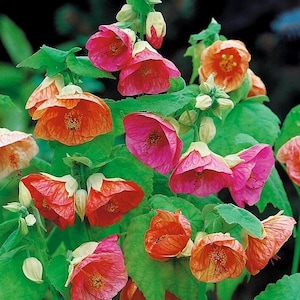 Abutilon, kleurenmix, 0,2 g/60 premium zaden, Abutilon-hybride, GGO-vrij
