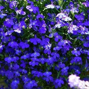 Cape Blue Lobelia - Reedis - GMO Free, 0.2g / 200 Organic Seeds - Lobelia Erinus