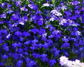 Cape Blue Lobelia - Reedis - GMO Free, 0.2g / 200 Organic Seeds - Lobelia Erinus