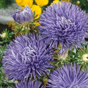 Aster Tall Needle Blue, non GMO, 200 seeds