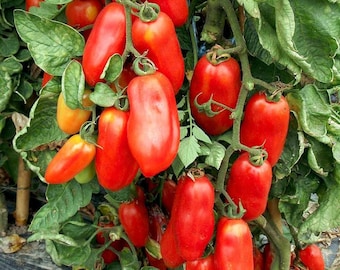 Italienische San Marzano 2 Tomaten, 0,2 g/ 8 0 Samen, Solanum lycopersicum, GMO Free