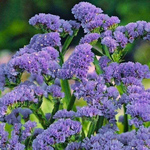 Wavyleaf Sea Lavender seeds, Statice - Blue - fresh, easy to grow - non GMO - 60 seeds