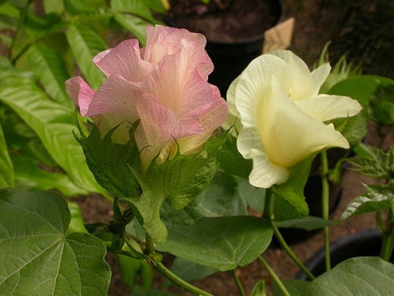 Arabian Cotton, Ornamental Cotton Flowers, 5 Organic Seeds, Gossypium  Herbaceum, GMO Free - Etsy Norway