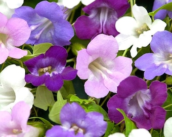 Maurandya barclaiana - Seeds & Seedlings