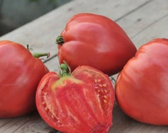 Tomate Büffelherz Ochsenherz Samen, ohne GMO