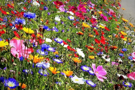 Wild Meadow Flowers 2g Seeds - Over 40 Species of Wild Flowers