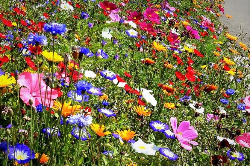 Wild Meadow Flowers 2g Seeds - Over 40 Species of Wild