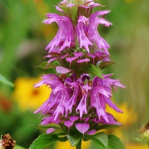 Lemon Bergamot (Monarda citriodora), lemon beebalm,  non GMO, 100 seeds