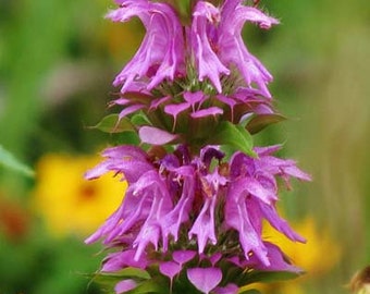Bergamota limón (Monarda citriodora), beebalm limón, no OGM, 100 semillas