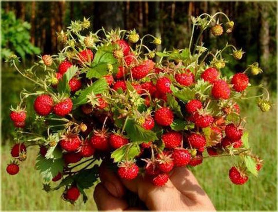 レジーナ ワイルドストロベリー / Fragaria vesca / 大粒 / 0.1