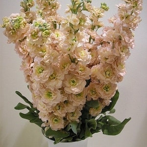 Garden Stock, Matthiola incana, Brompton stock, gilly-flower, Salmon Colored Flowers 0.5 g / 100 Seeds, Matthiola incana Non GMO image 2