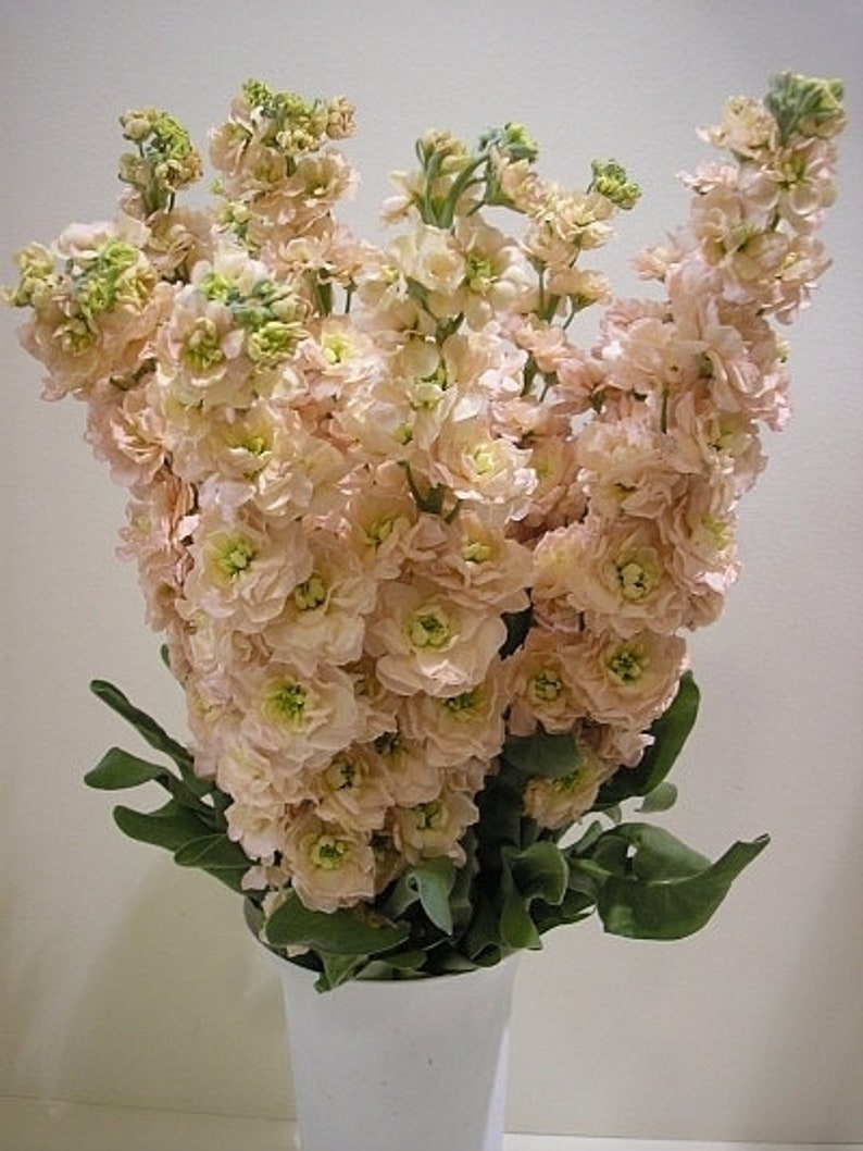 Garden Stock, Matthiola incana, Brompton stock, gilly-flower, Salmon Colored Flowers 0.5 g / 100 Seeds, Matthiola incana Non GMO image 2