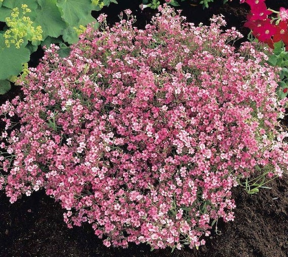 Baby's Breath Rosy - Gypsophila Seeds