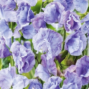 Pachnący Lathyrus Odoratus, groszek cukrowy, wolny od GMO, 20 nasion