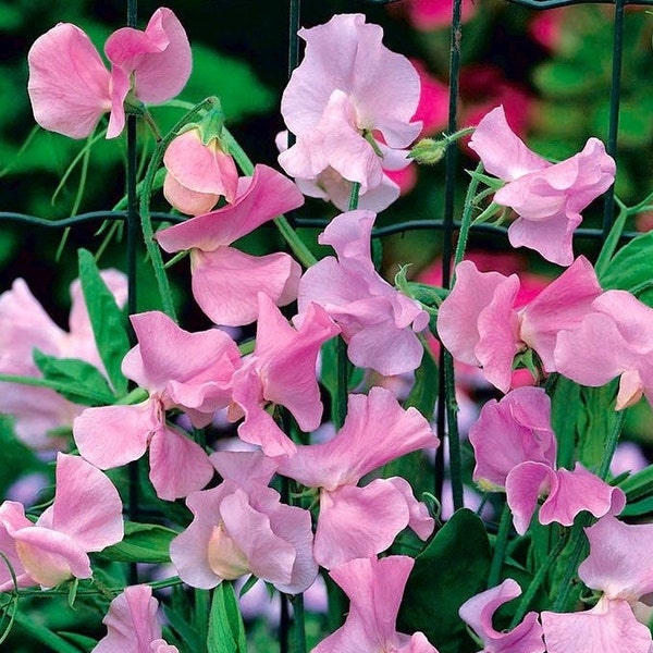 Fragrant Sweet pea Pink, 2 g / 25+ Seeds, Lathyrus Odoratus, non GMO