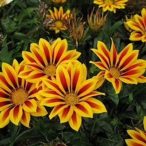 Gazania mixture,100 Seeds,GMO free