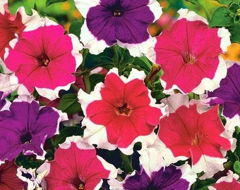 Petunia multicolored flowers, 0.01 g / 50 Seeds, Petunia x hybrida, GMO Free