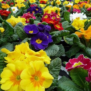 Primrose Mixed Colors, 0.1 g / 100 Seeds, Primula elatior, GMO free image 3