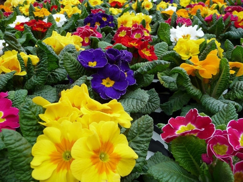 Primrose Mixed Colors, 0.1 g / 100 Seeds, Primula elatior, GMO free image 3