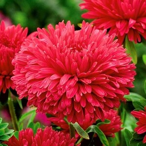 May include: Close-up of a vibrant red aster flower with many petals. The flower is in full bloom and has a fluffy, rounded shape.