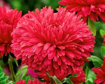 Aster Red Tall Peony Flowers, 1g / 200 Organic Seeds, Callistephus Chinensis, GMO Free