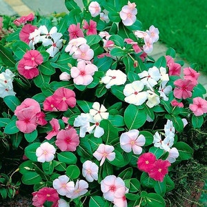 Bright eyes, Cape periwinkle, Graveyard plant, Madagascar periwinkle, Old maid, Pink periwinkle, 0.2 g / 100 Seeds, Vinca rosea, GMO Free
