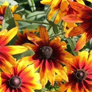 Kwiat Rudbeckia hirta, 200 nasion, bez GMO