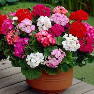May include: A terracotta pot filled with a variety of colorful geraniums, including pink, red, white, and purple flowers.