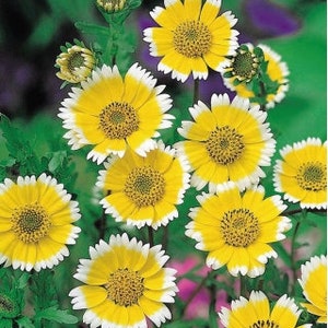 Tidy Tips - Layia platyglossa - Coastal tidytips - non GMO - 1000 Seeds