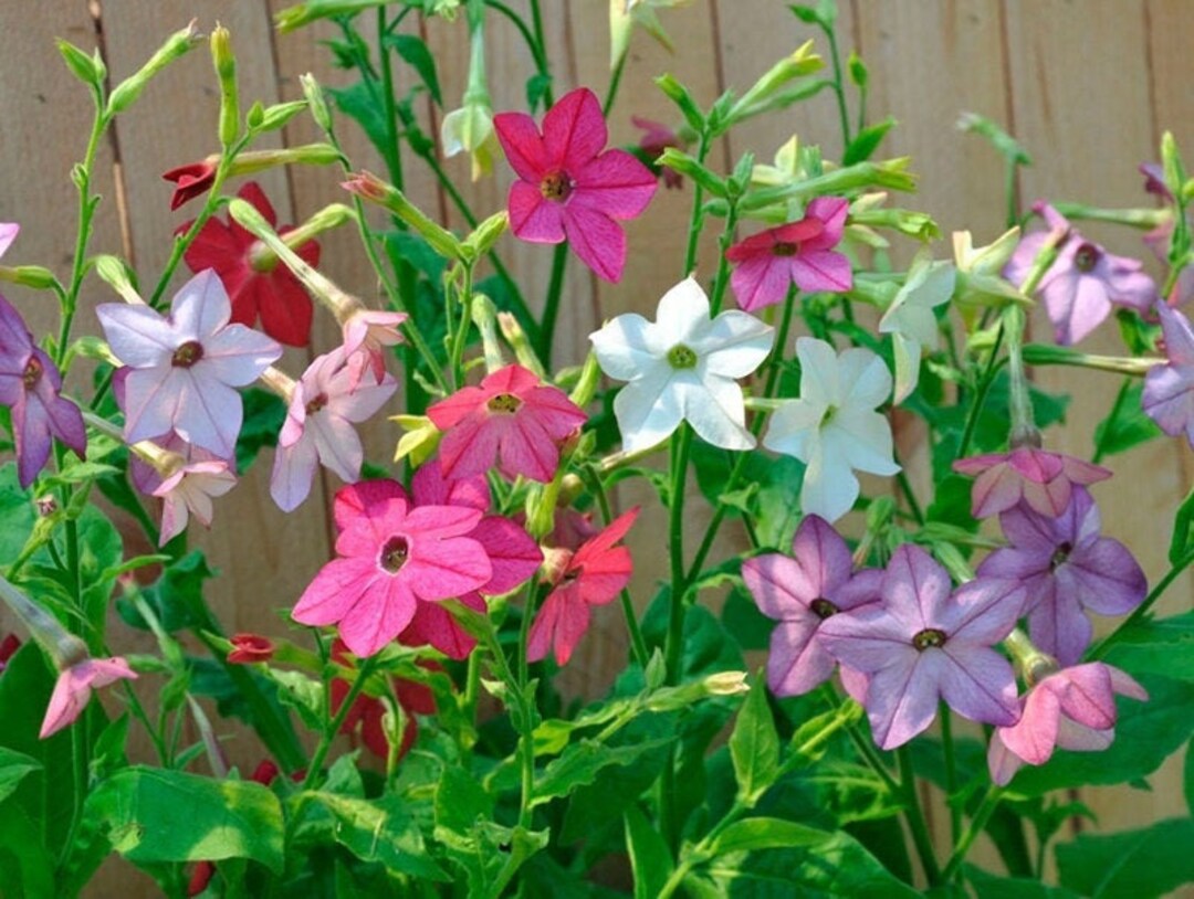 Jasmin Tabakblume, non GMOS, 500 Samen Etsy.de
