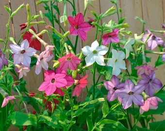 Puede incluir: Primer plano de una variedad de flores de tabaco en flor. Las flores son rosas, blancas y moradas. Las flores están creciendo en un jardín.
