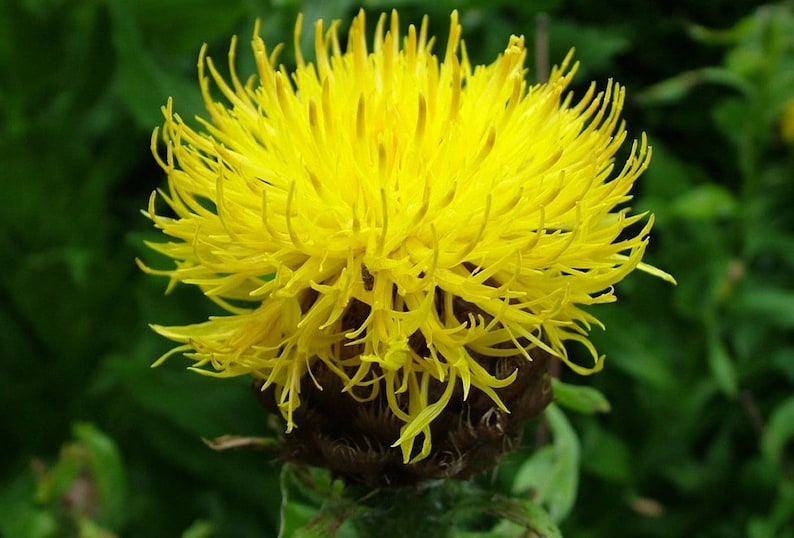 Cornflower yellow,Centaurea Macrocephala, 150 Seeds, Non GMO image 2