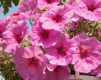 Garden Petunia Cascade Pink flowers, 0.02 g / 80 Seeds, Petunia x hybrida, GMO Free