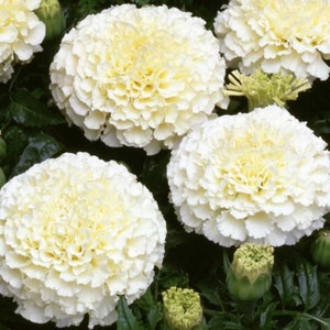 Caléndula africana &quot;Kilimanjaro&quot; (flores blancas/crema), 0,3 g / 35 semillas, Tagetes erecta, sin OMG