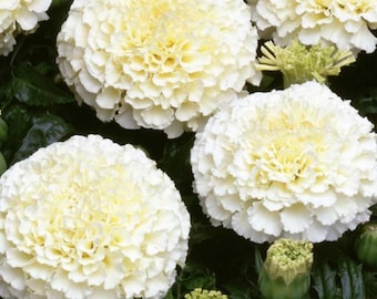 African Marigold &quot;Kilimanjaro&quot; White/Cream Flowers 0.3g / 35 Seeds, Tagetes Erecta, GMO Free