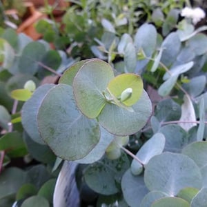 May include: Close-up of a eucalyptus plant with silver-green leaves. The leaves are arranged in a circular pattern, creating a visually appealing display.