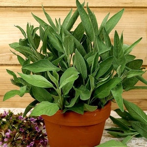 Medical Sage, Salvia officinalis, GGO vrij, 100 zaden