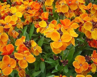 May include: A close-up shot of a bed of orange and yellow flowers. The flowers are in full bloom and have a delicate, ruffled appearance.