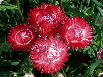 ストローフラワー、ピンク、1 g / 200 種子、Helichrysum bracteatum