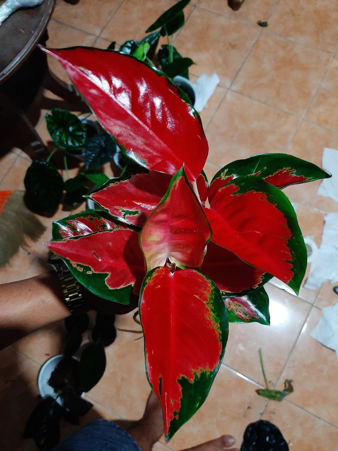 Aglaonema Suksom Jaipong Plants Free Phytosanitary | Etsy