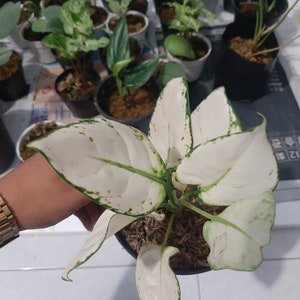 Aglaonema Super weiße Pflanzen Frei Phytosanit | Etsy