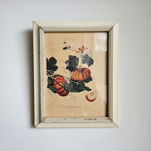 May include: A framed vintage botanical print featuring a vine with orange pumpkins and green leaves. The print has the text "Tom Thumb Publication No. 17" at the bottom.