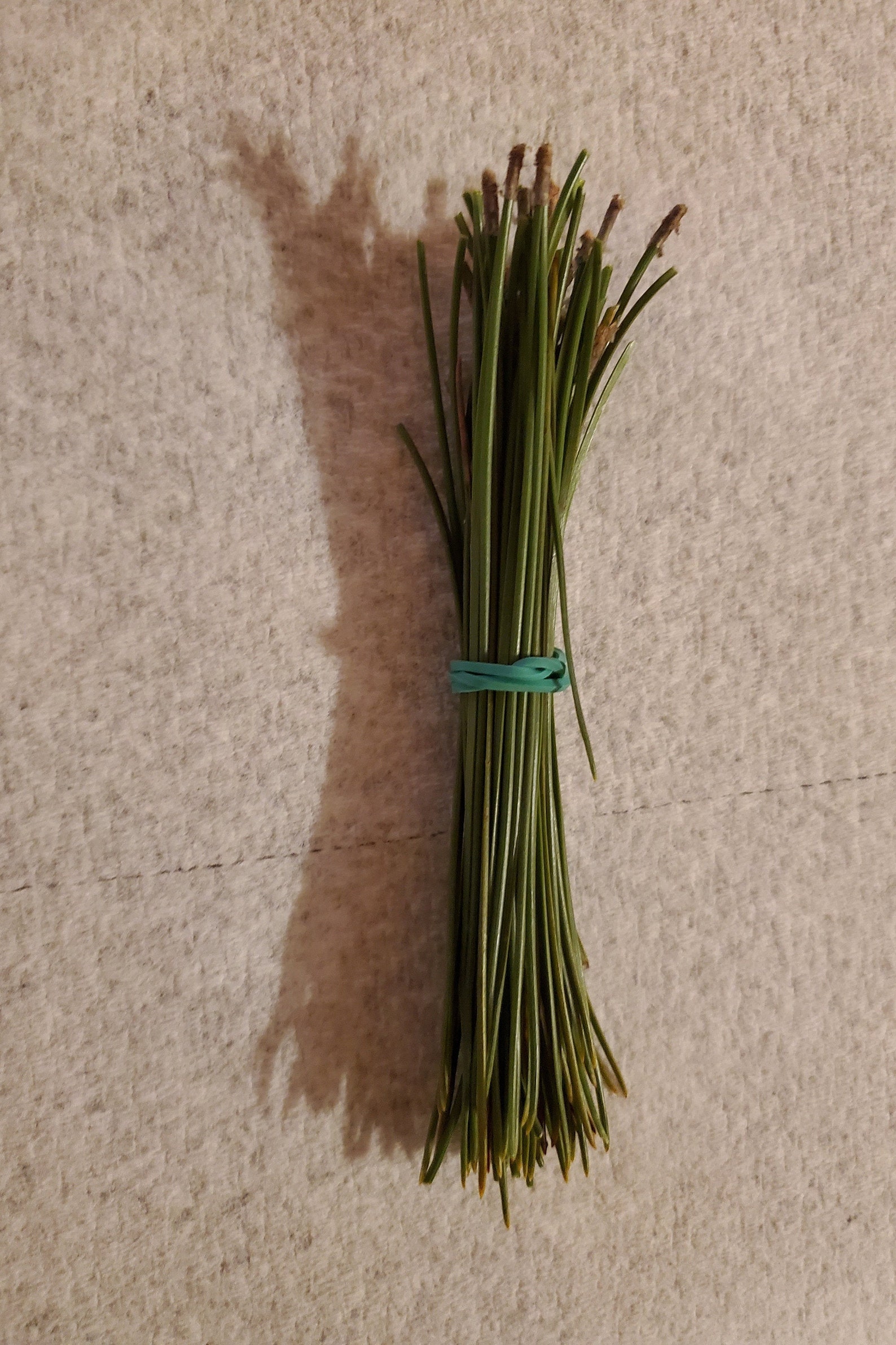 Red Pine Needles Etsy