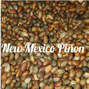 Piñon Pinon 2024 Harvest HARD SHELL Pinion